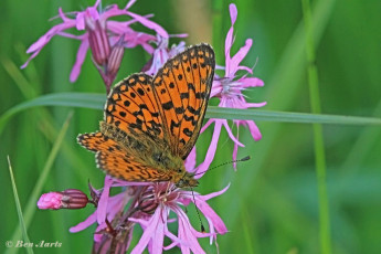 09644B-Zilveren-maan-Boloria-selene