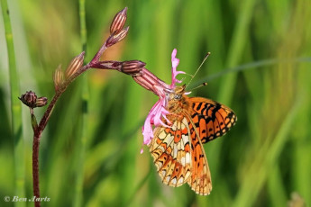 09644E-Zilveren-maan-Boloria-selene