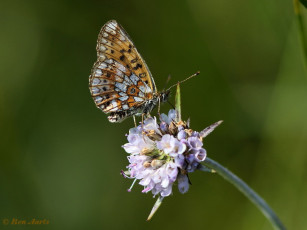 09647- Zilveren maan - Boloria selene