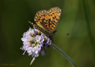 09648- Zilveren maan - Boloria selene