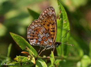 09649- Zilveren maan - Boloria selene