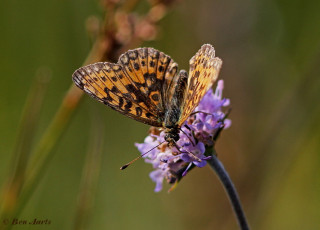 09650- Zilveren maan - Boloria selene