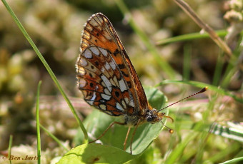 09652- Zilveren maan - Boloria selene