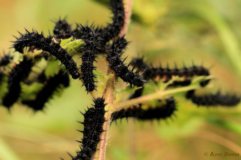 10848-Dagpauwoog-Aglais-io