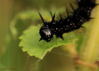 10851-Dagpauwoog-Aglais-io