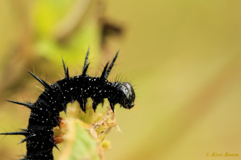 10852-Dagpauwoog-Aglais-io