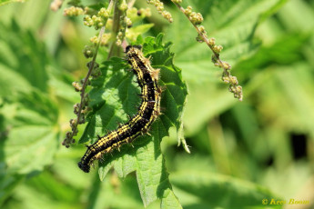10924-Kleine vos - Aglais urticae