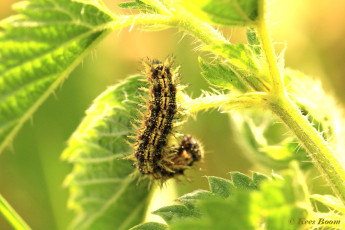 10925-Kleine vos - Aglais urticae