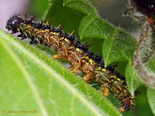 10926-Kleine-vos-Aglais-urticae