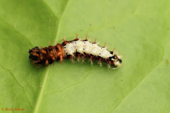 10985-Gehakkelde aurelia - Polygonia c-album