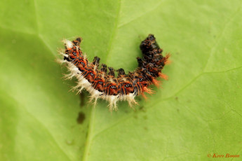 10986-Gehakkelde aurelia - Polygonia c-album