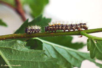 10991-Gehakkelde aurelia - Polygonia c-album