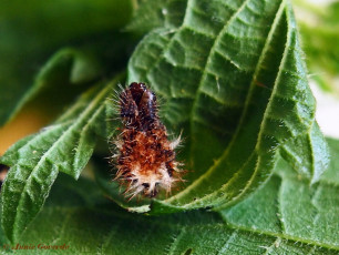 10991B-Gehakkelde-aurelia-Polygonia-c-album