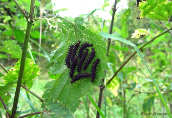 11058-Landkaartje-Araschnia-levana