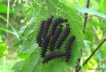 11058B-Landkaartje-Araschnia-levana