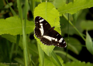 11420b- Kleine ijsvogelvlinder - Limenitis camilla