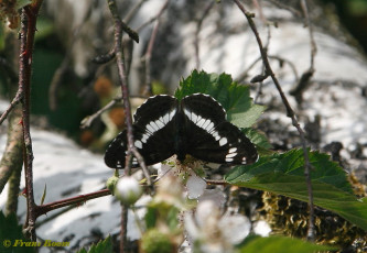 11421b-Kleine IJsvogelvlinder - Limenitis camilla