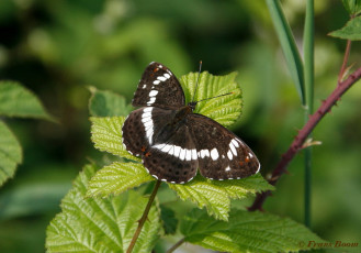 11422-Kleine ijsvogelvlinder - Limenitis camilla