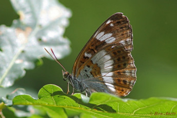 11422c- Kleine ijsvogelvlinder - Limenitis camilla