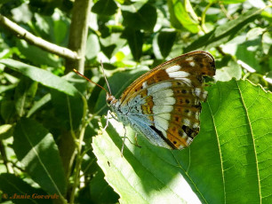 11423-Kleine ijsvogelvlinder - Limenitis camilla