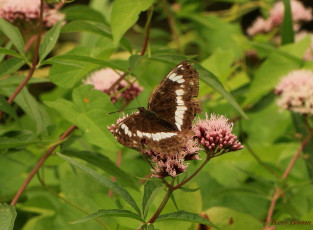 11425-Kleine-ijsvogelvlinder-Limenitis-camilla