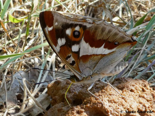 11631a-Grote weerschijnvlinder - Apatura iris