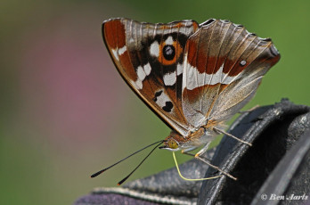 11631bc-Grote weerschijnvlinder - Apatura iris