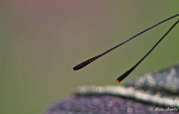 11631bd- Grote weerschijnvlinder - Apatura iris