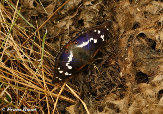 11633-Grote weerschijnvlinder - Apatura iris.