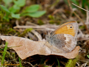 12490-Hooibeestje - Coenonympha pamphilus