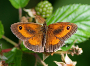 12631- Oranje zandoogje - Pyronia tithonus