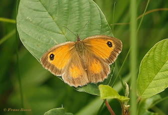 12638E-Oranje-zandoogje-Pyronia-tithonus