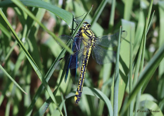 2870D-Beekrombout-Gomphus-Vulgatissimus