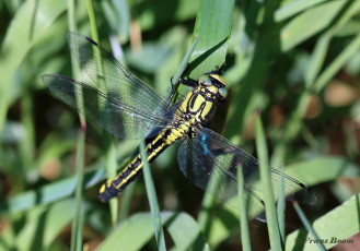 2870E-Beekrombout-Gomphus-Vulgatissimus