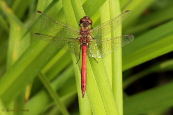 8754-Steenrode  heidelibel - Sympetrum vulgatum