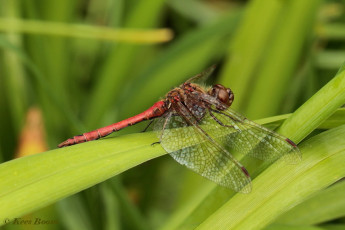 8755-Steenrode  heidelibel - Sympetrum vulgatum