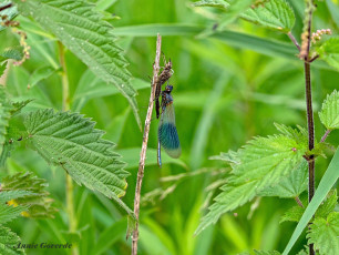 0957-Weidebeekjuffer-Calopteryx-splendens