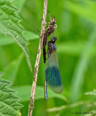 0957B-Weidebeekjuffer-Calopteryx-splendens