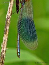 0957C-Weidebeekjuffer-Calopteryx-splendens