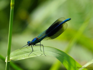 0960-Weidebeekjuffer - Calopteryx splendens