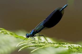 0960a- Weidebeekjuffer - Calopteryx splendens