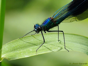 0961-Weidebeekjuffer - Calopteryx splendens