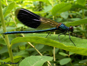 0962-Weidebeekjuffer - Calopteryx splendens