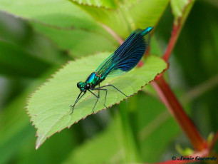 0963-Weidebeekjuffer - Calopteryx splendens