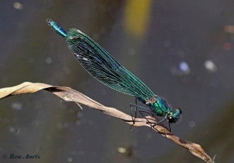 0964-Weidebeekjuffer - Calopteryx splendens