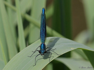 0965- Weidebeekjuffer - Calopteryx splendens