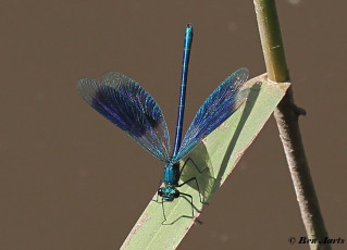 0966-Weidebeekjuffer - Calopteryx splendens