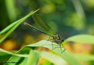 0976-Weidebeekjuffer - Calopteryx splendens.Annie Goverde.