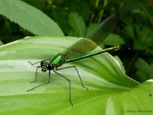 0977-Weidebeekjuffer - Calopteryx splendens