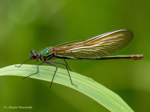 0978-Weidebeekjuffer-Calopteryx-splendens